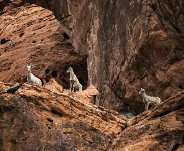 Zion in January big horn sheep animals wildlife cliff rock 