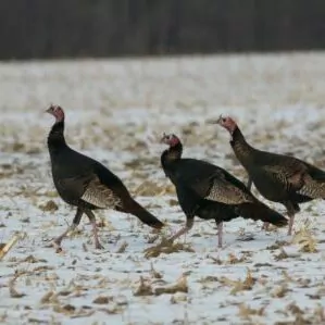 Zion in November wild turkeys bird run snow