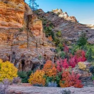 zion in november cliff fall colors backpacking