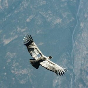 Zion in May condor flight bird soar
