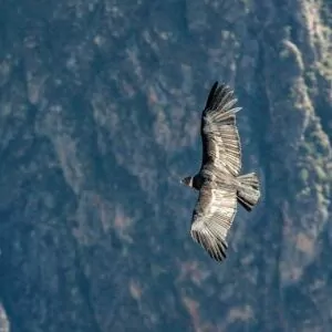 Zion in July condor bird flight endangered