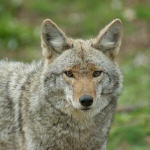 coyote Zion in September