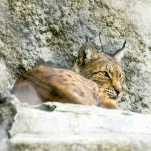 Zion in December bobcat feline rest rock cliff