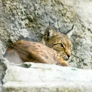 bobcat grand Canyon in November fall winter cat rock shelf hide