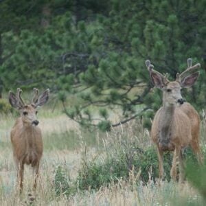 Zion in February deer buck doe trees wildlife