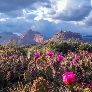 Grand Canyon in October prickly pear cactus flower desert