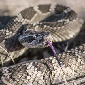 Zion in August rattlesnake desert tongue reptile