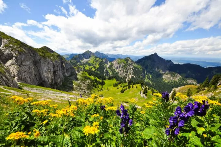 Alpine flowers along a scenic trail