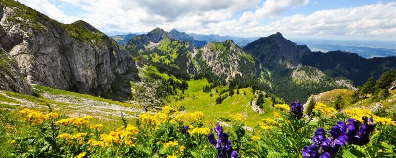 Alpine flowers along a scenic trail