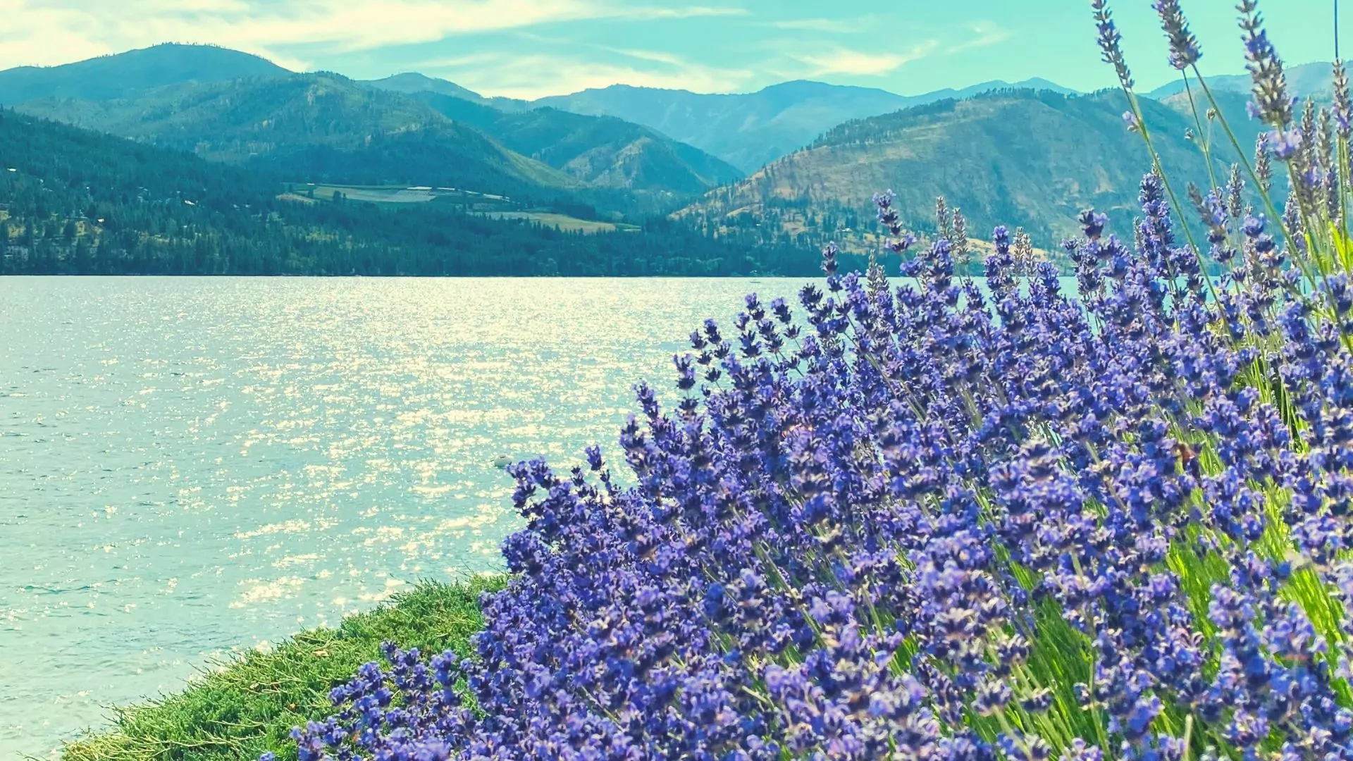 Lavender blooming along the shores of Lake Chelan