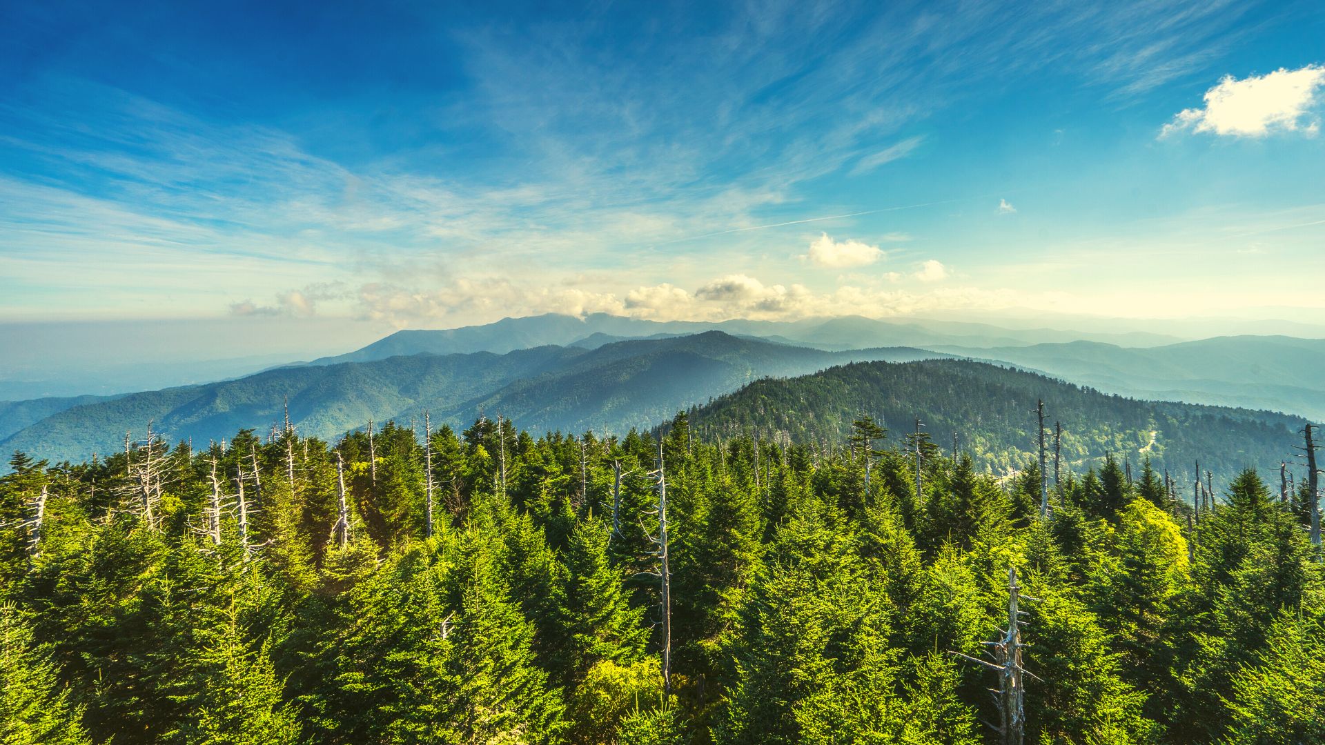 Smoky Mountains old growth forests