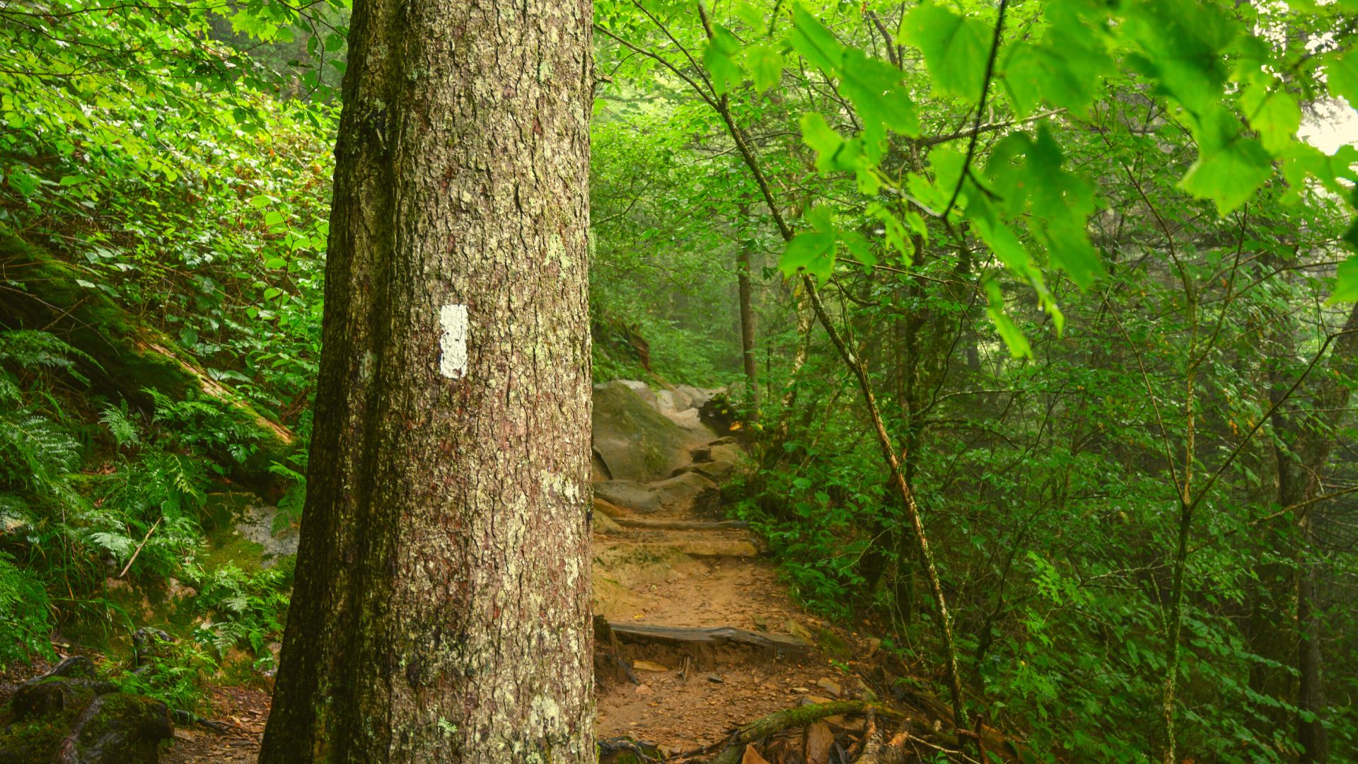 Appalachian Trail through the Smoky Mountains