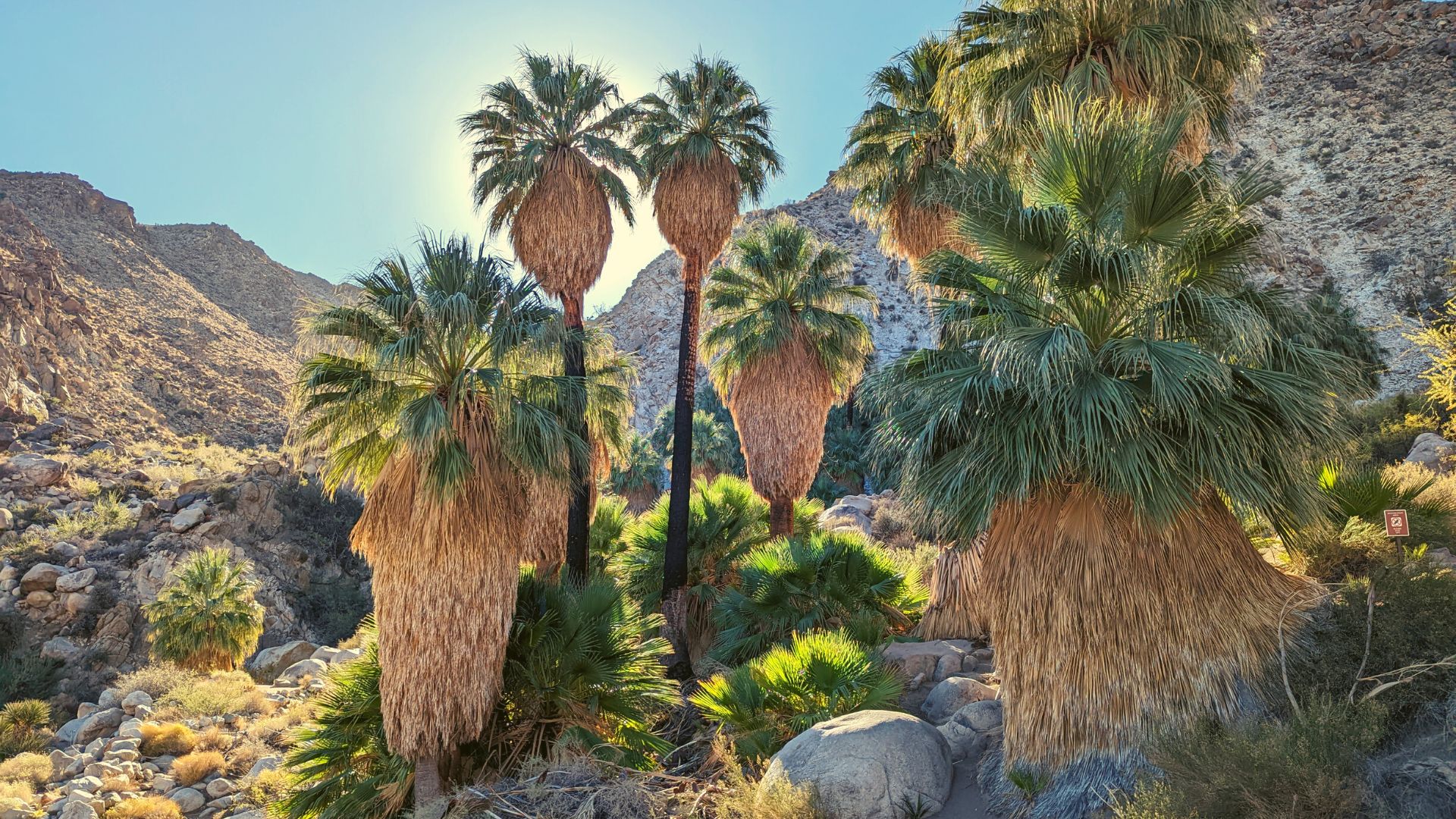 California fan palm oasis