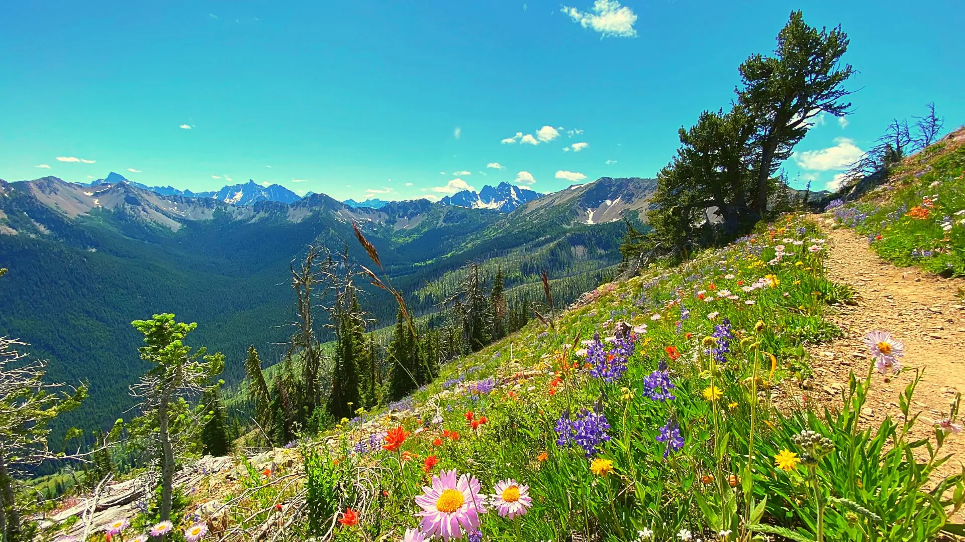 Wild flowers by the side of the trail in North Cascades, Washington