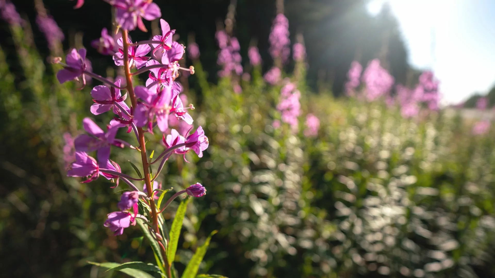 Fireweed flowering in summer on the Olympic Peninsula