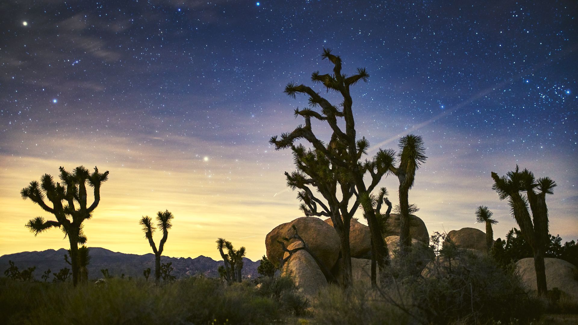 Starry night sky at Joshua Tree National Park