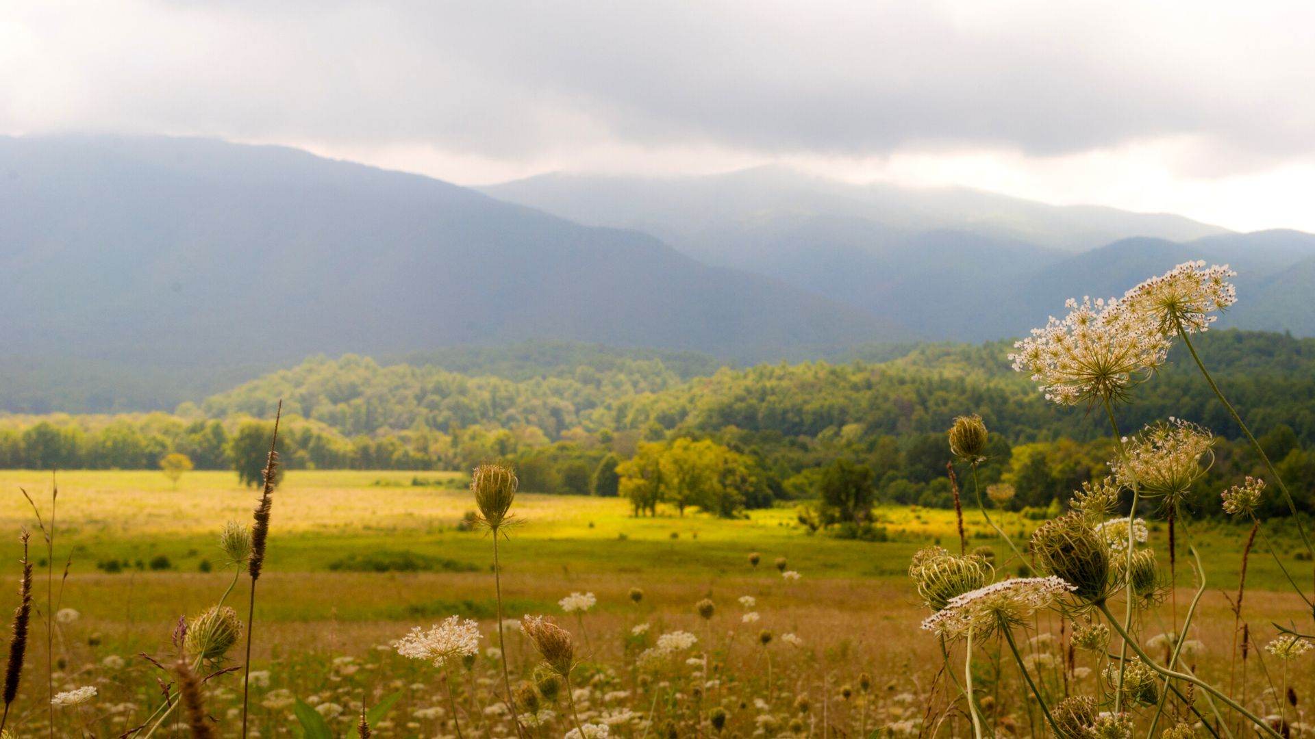 Queen annes lace and other summer wildflowers choke the foreground at the edge of a grassy field, against a backdrop of hazymountains