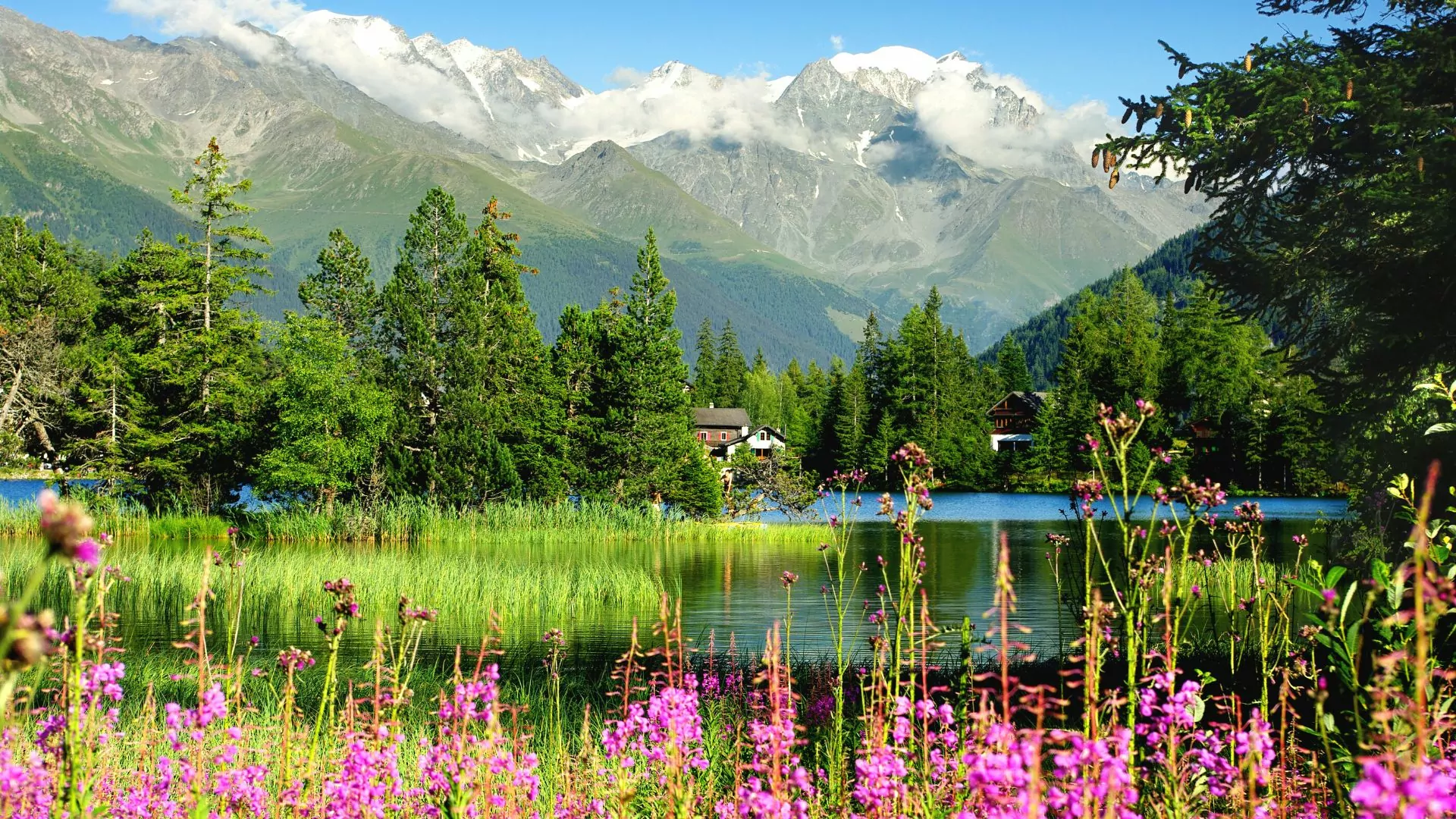Pink flowers bloom in foreground in front of smooth surfaced lake with snowy Swiss Alps behind