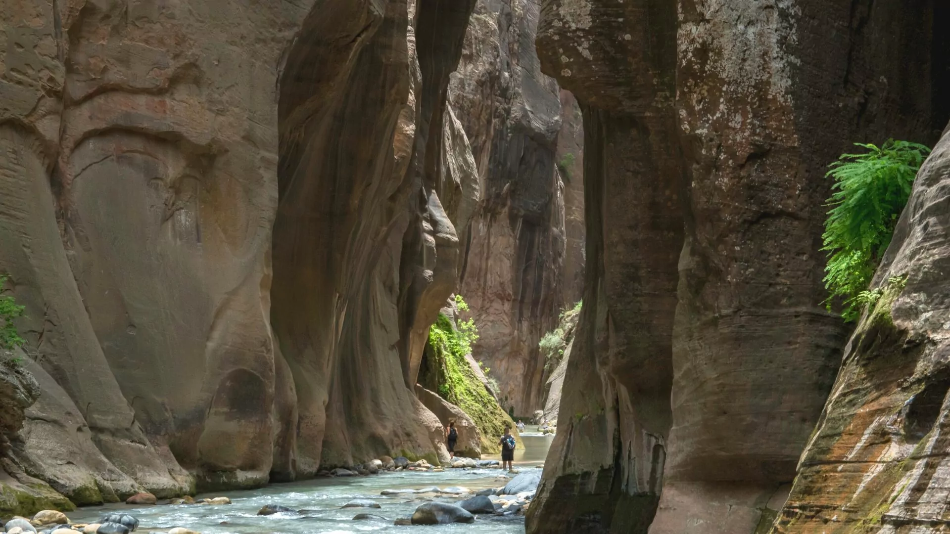 Hikers walk through water between imposing canyons walls to emerge from shade into the sun