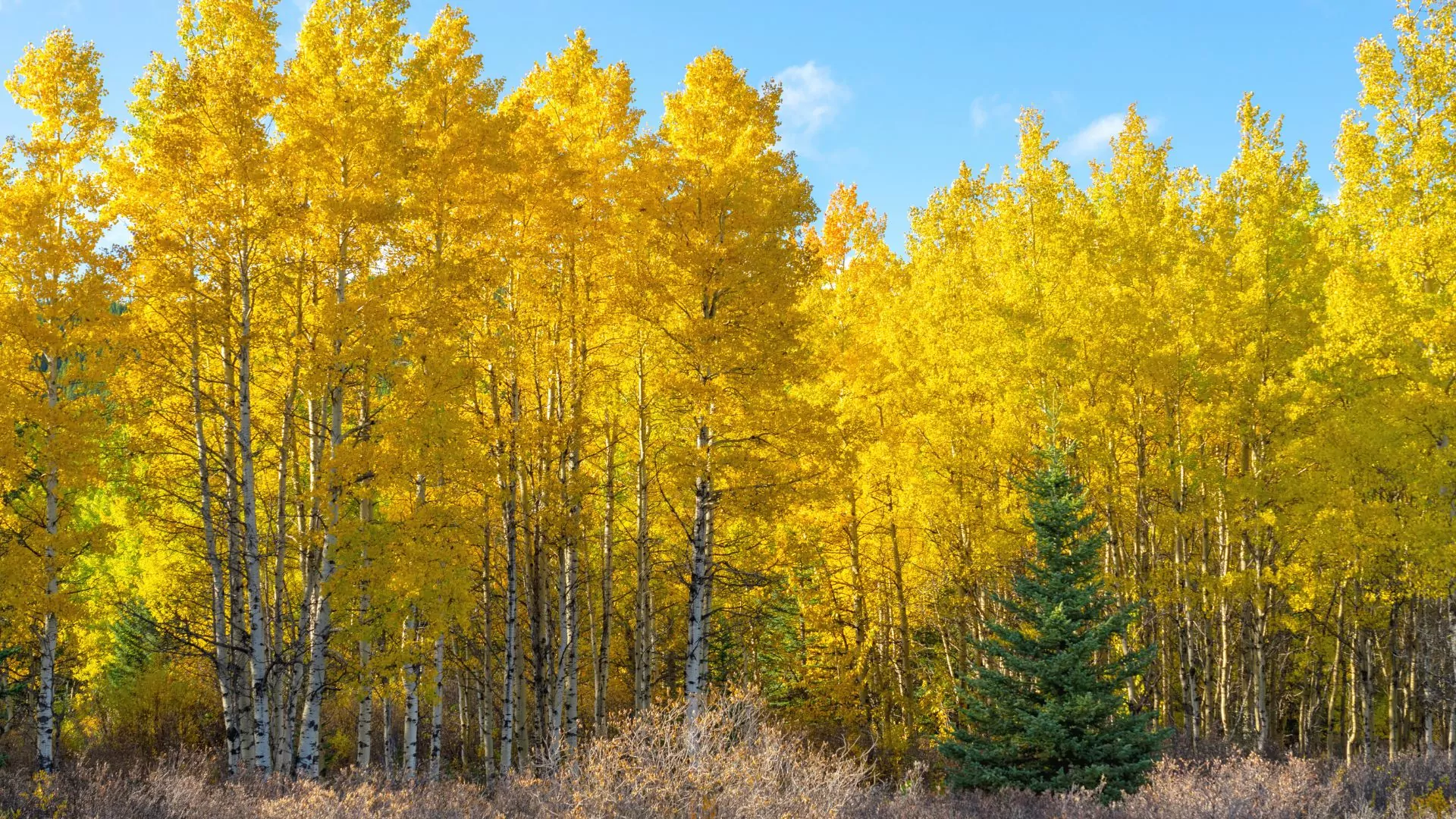A stand of tall yellow larch trees occupy most of the image with a small slice of blue sky behind