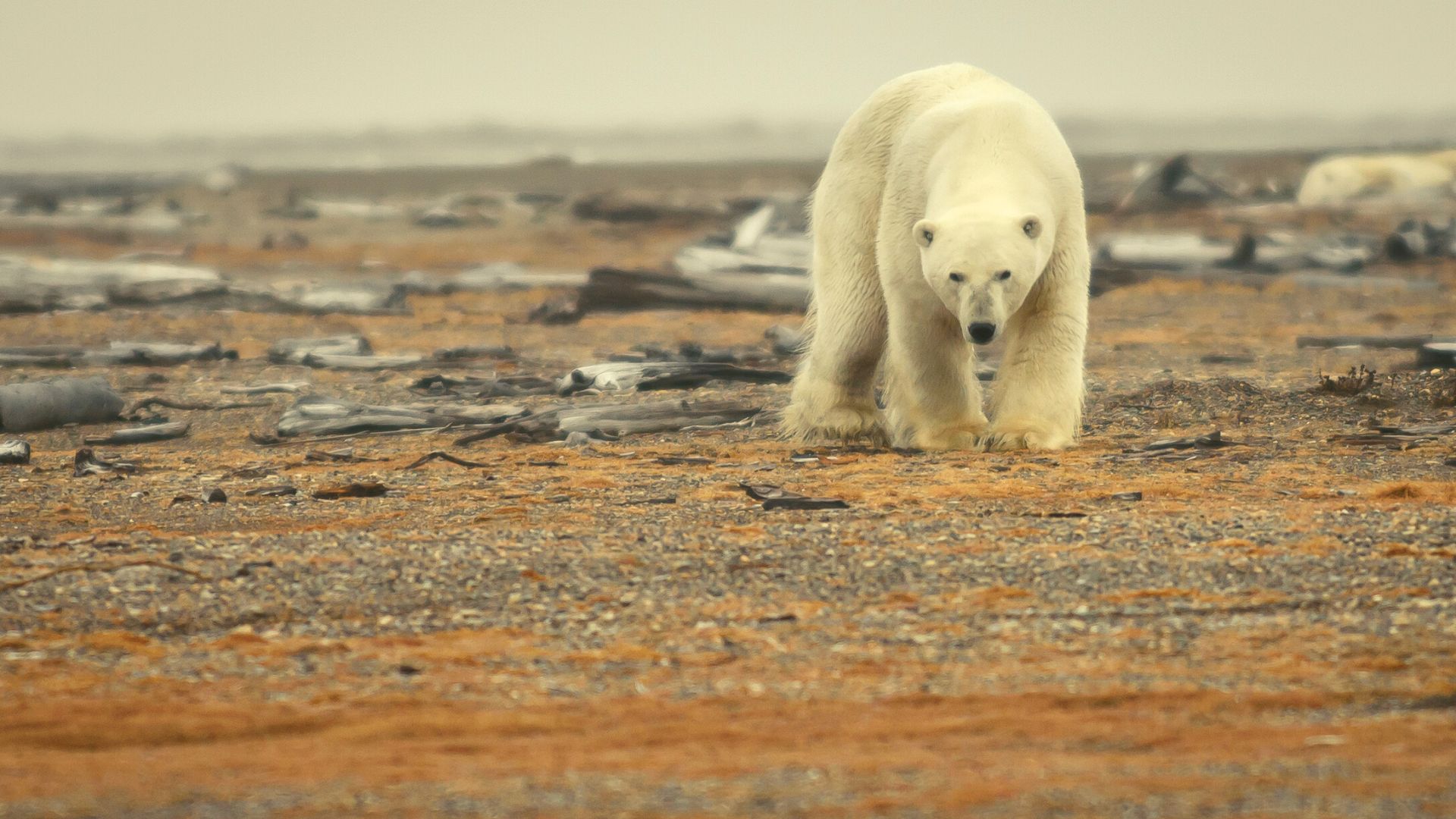 Polar Bear in Alaska National Wildlife Refuge