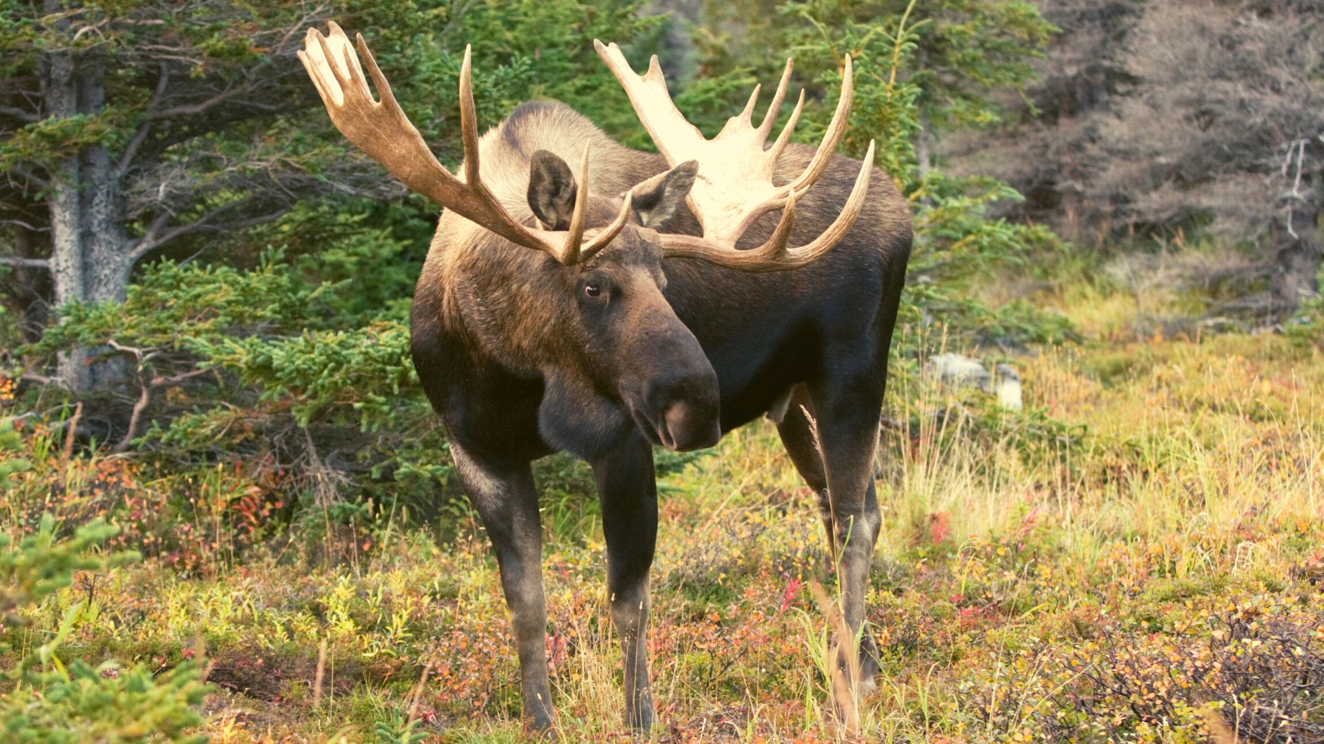 Moose in Chugach State Park, Alaska