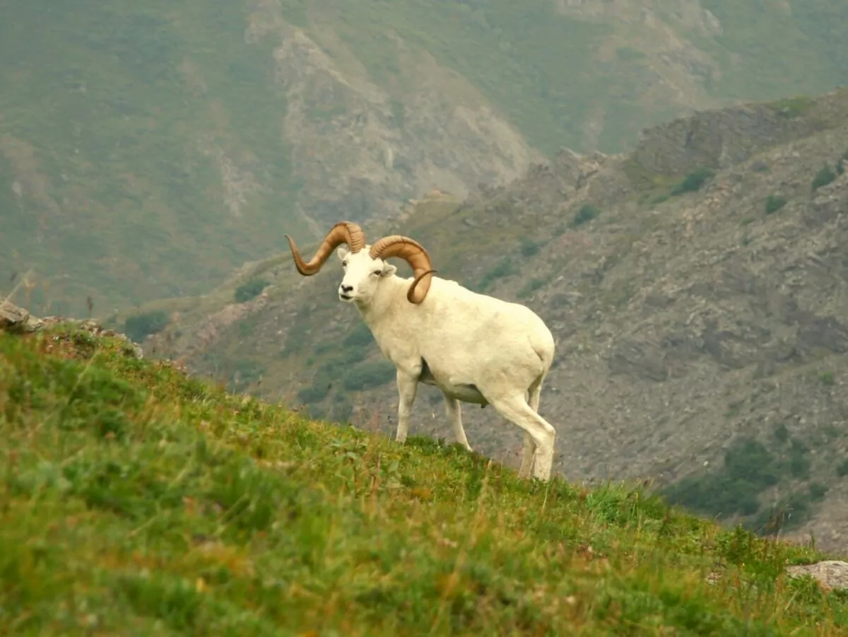 Classic Alaska animal Dall Sheep on mountain
