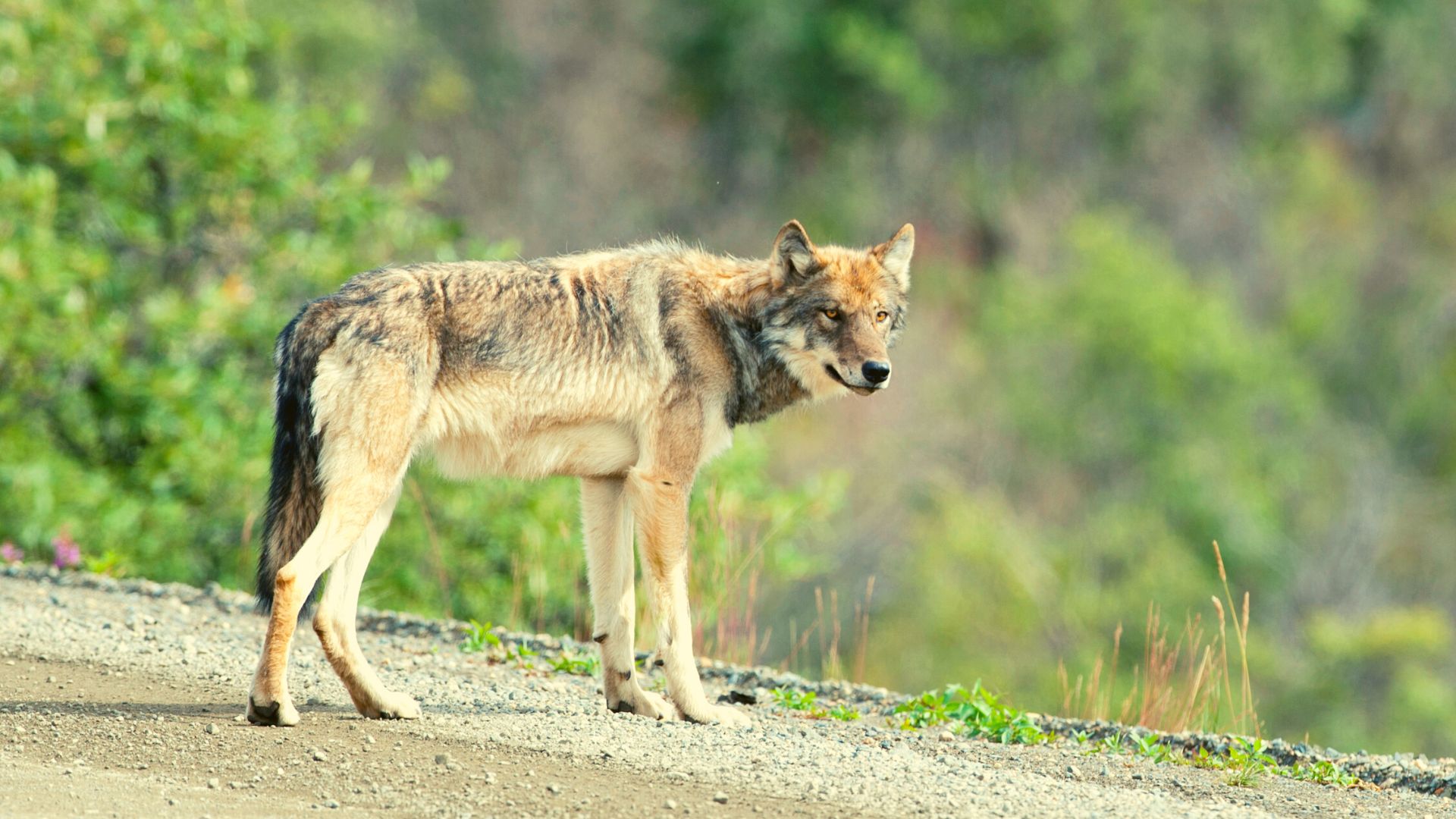 Wolf in Denali National Park, Alaska