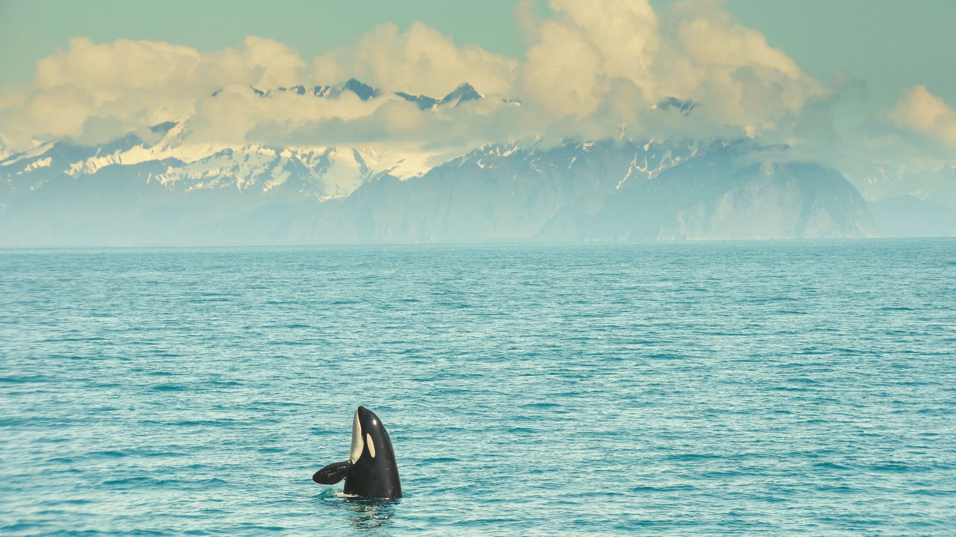 Orca in Kenai Fjords National Park, Alaska
