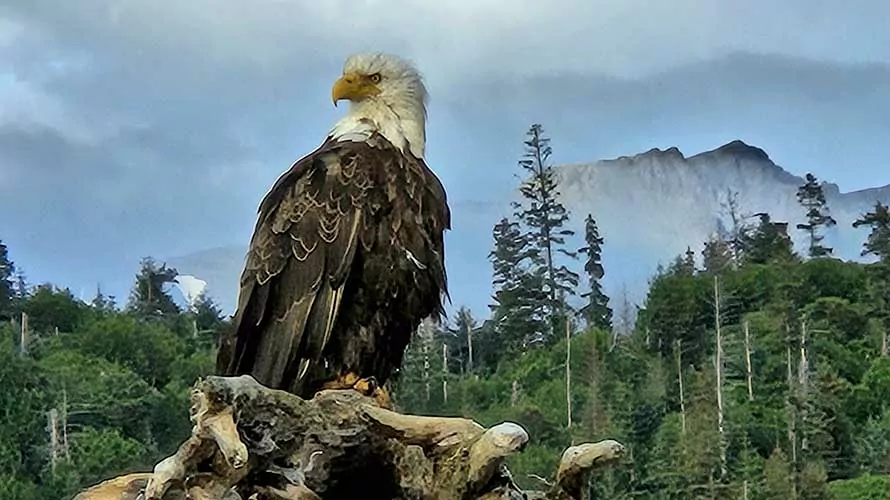 Bald Eagle in the Kenai area of Alaska