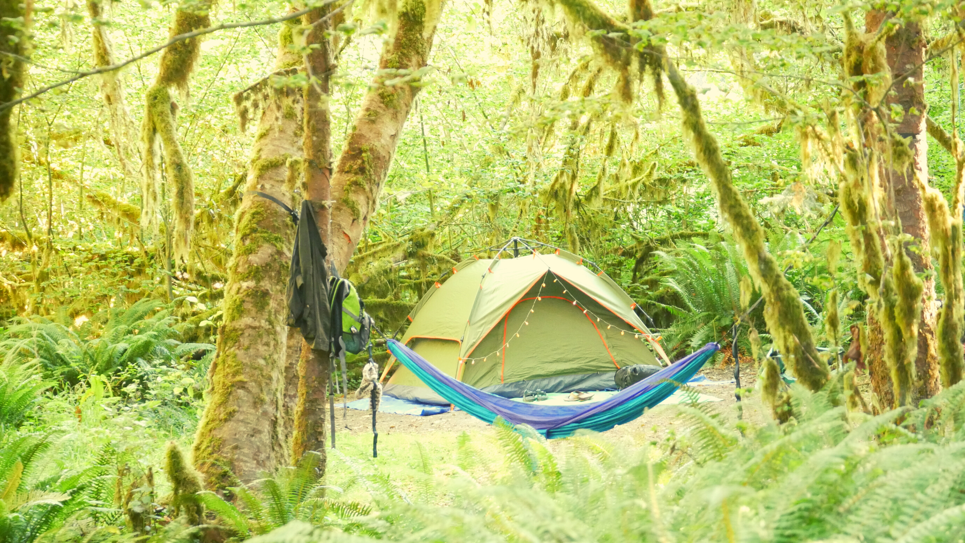 Camping in Washington's How Rainforest