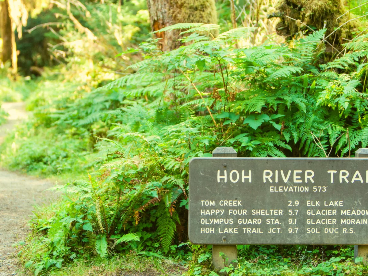 Hoh rainforest clearance hikes