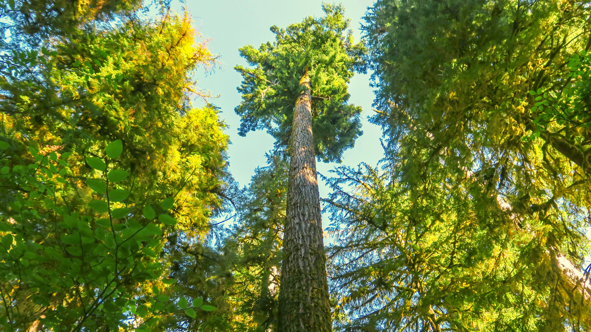 Hiking in the hoh rainforest, Washington