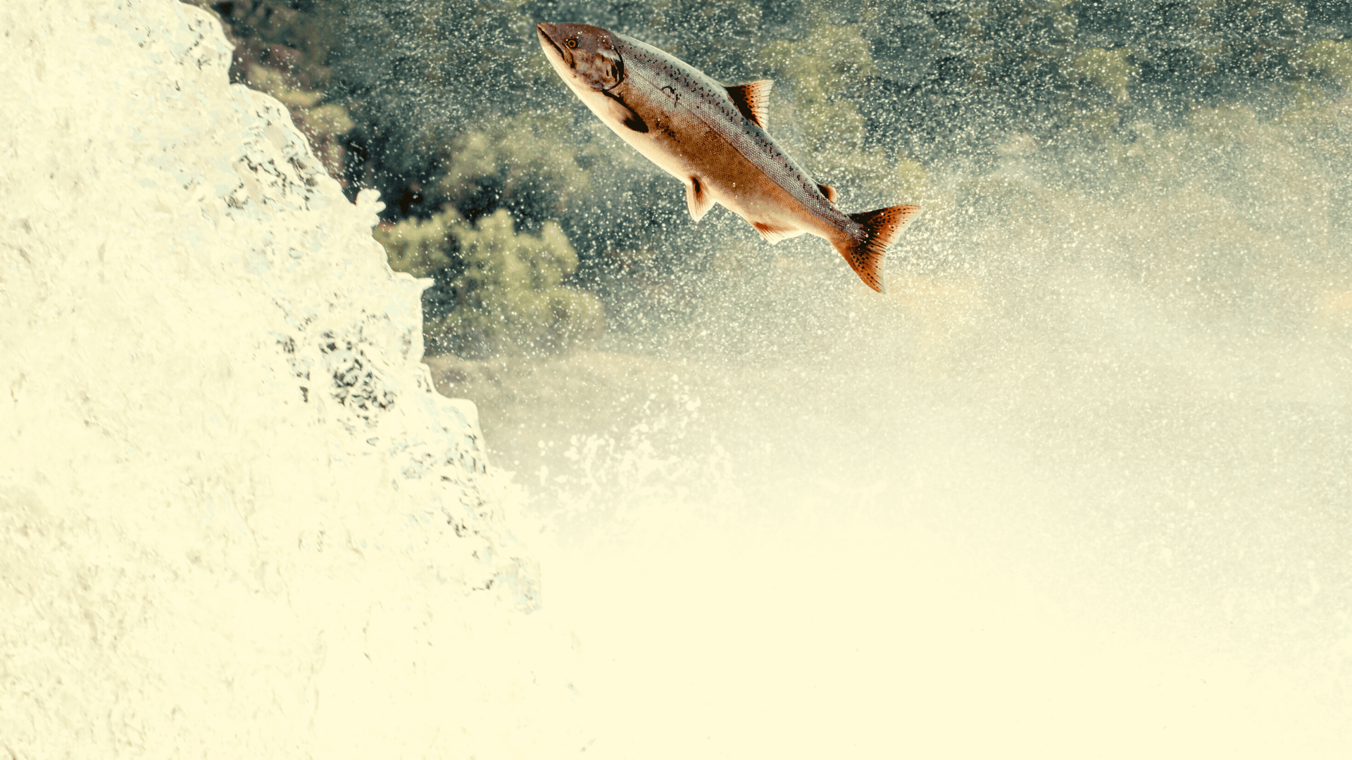 Chinook salmon redds, Hoh River Trail, Washington