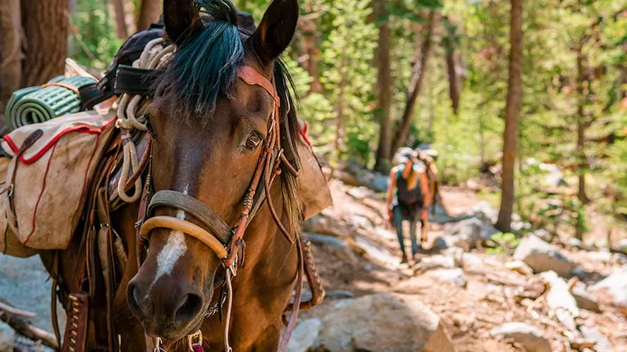 A horse with backpacks, and a woman walking in the background in Sierra Nevada, USA