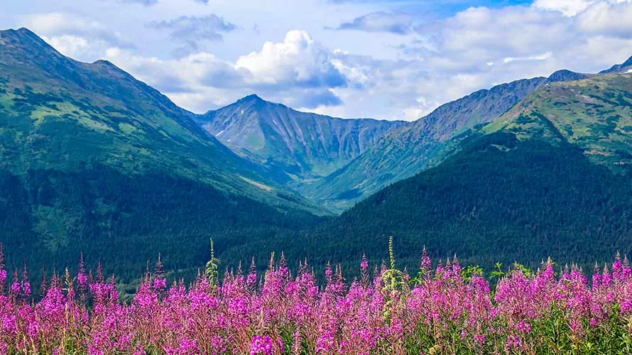 Fireweed and Mount Alyeska in Alaska