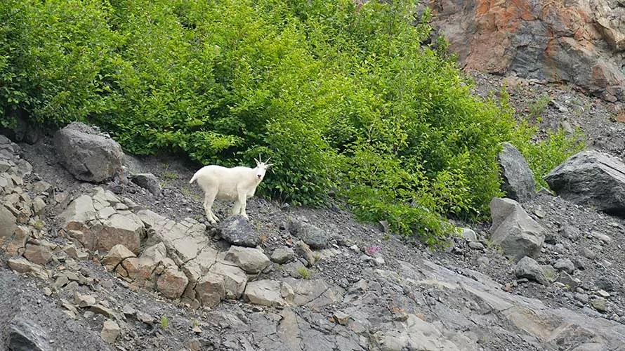 Mountain goat standing on rocks in Alaska