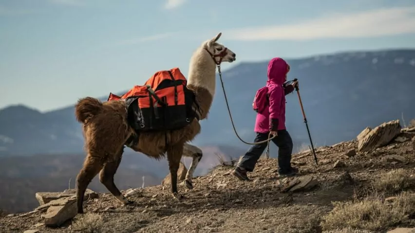 Escalante utah canyons trip with pack llama