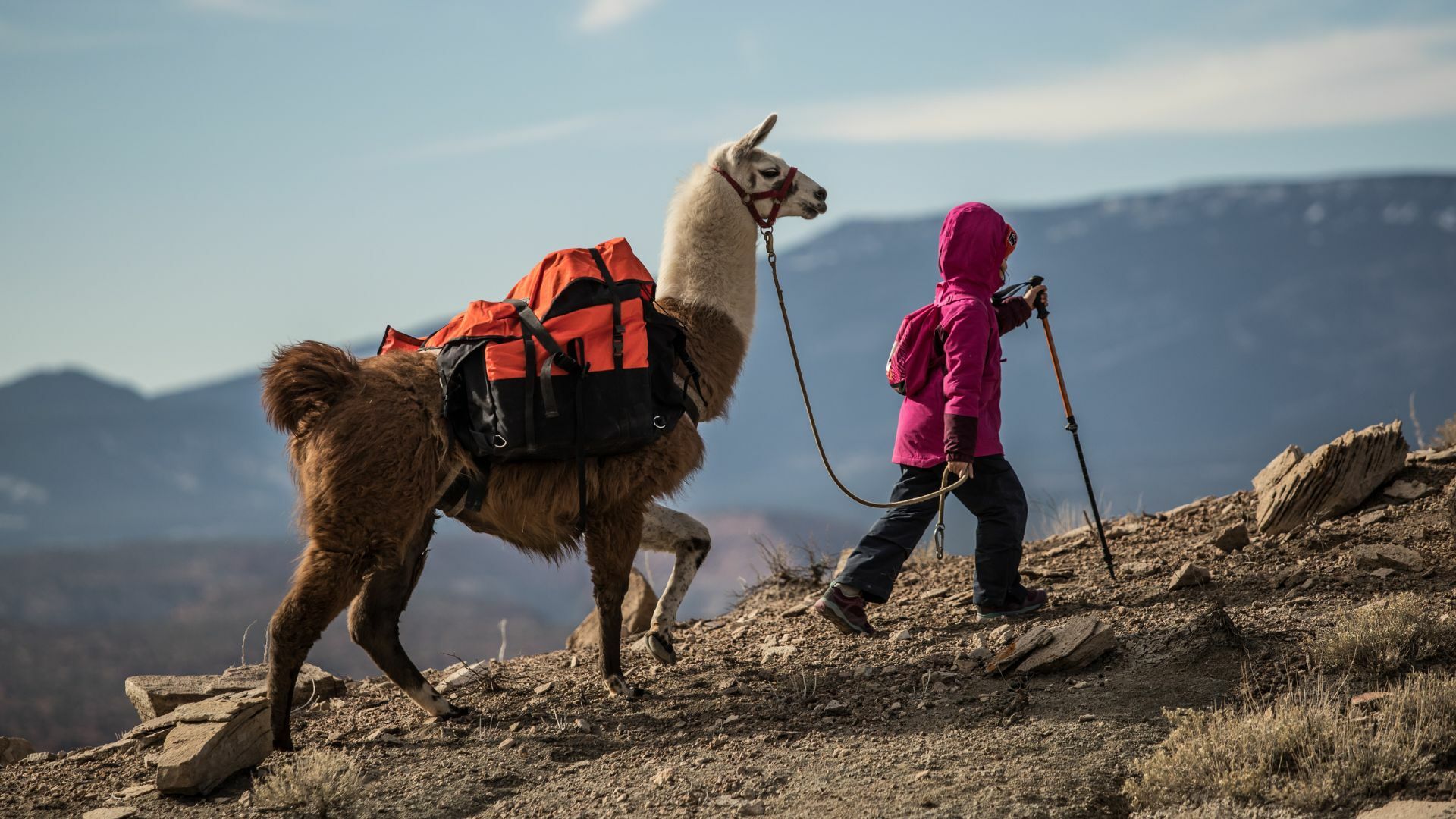 5 Best Llama Treks Wildland Trekking 5 Best Llama Treks Wildland Trekking