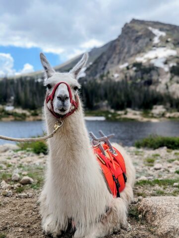 Thunder lake llama trip rocky mountain national park, colorado