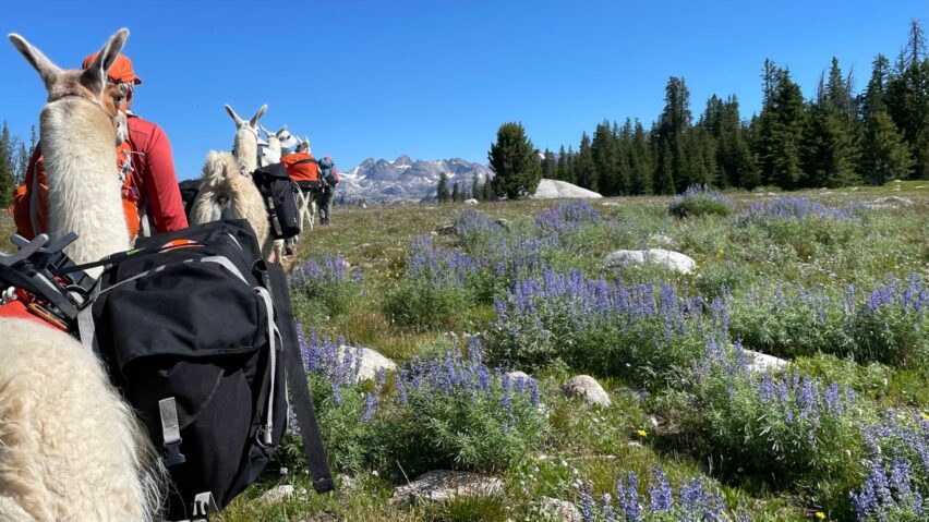 Titcomb basin llama trek based out of Jackson, Wyoming