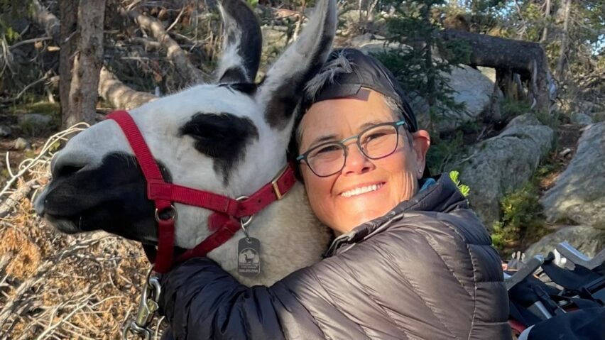 Yellowstone hop springs llama trek