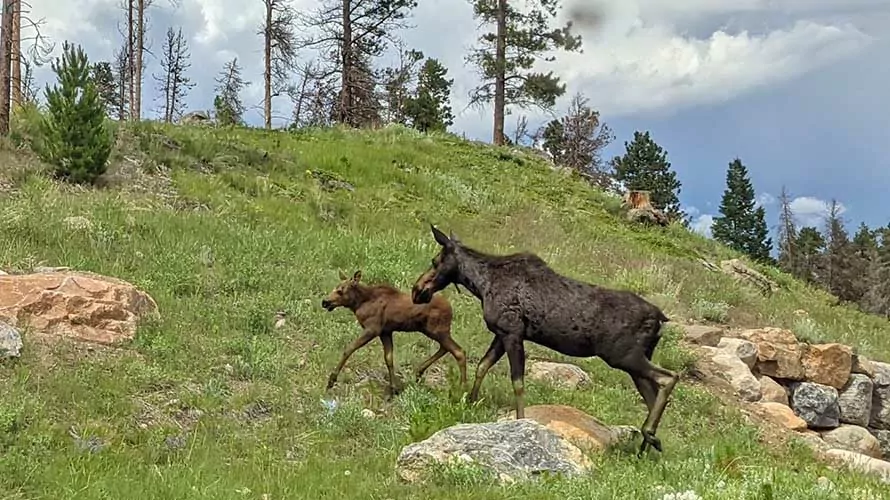 Moose and calf in Rocky Mountain National Park, Colorado