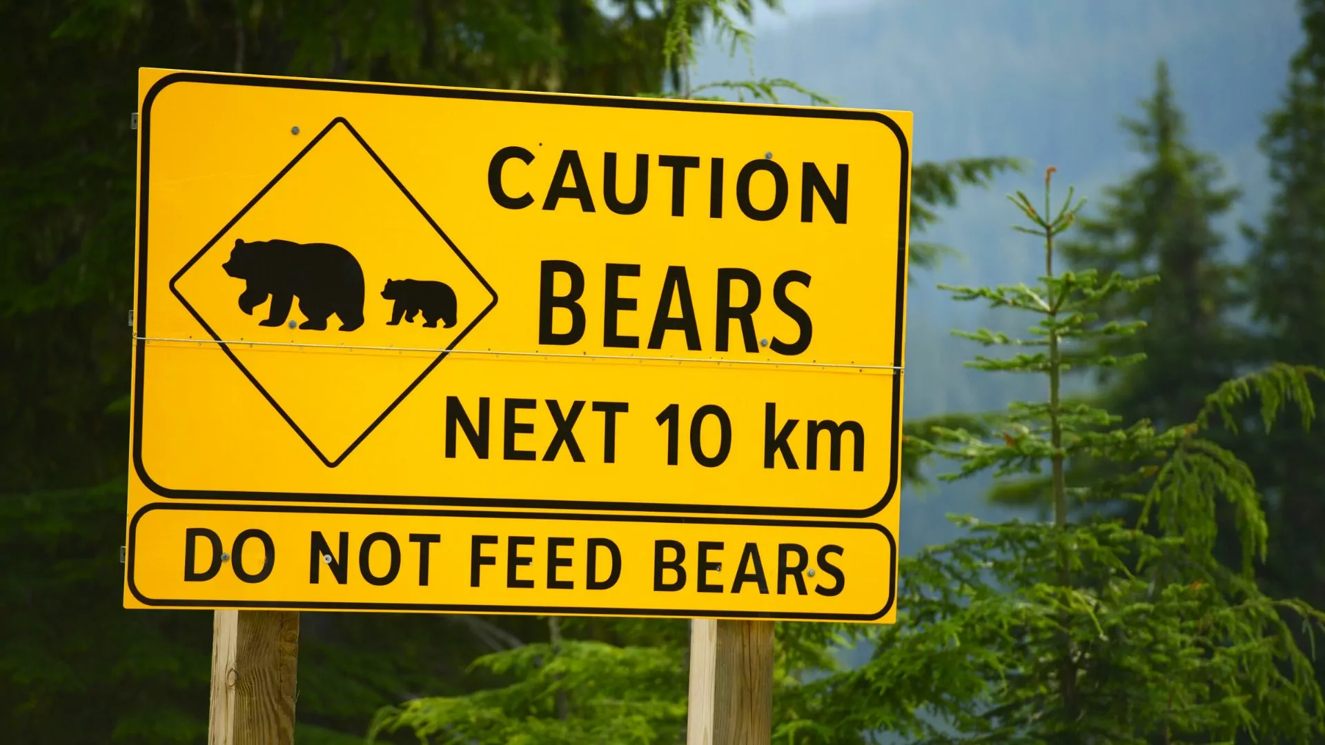 Bear safety sign