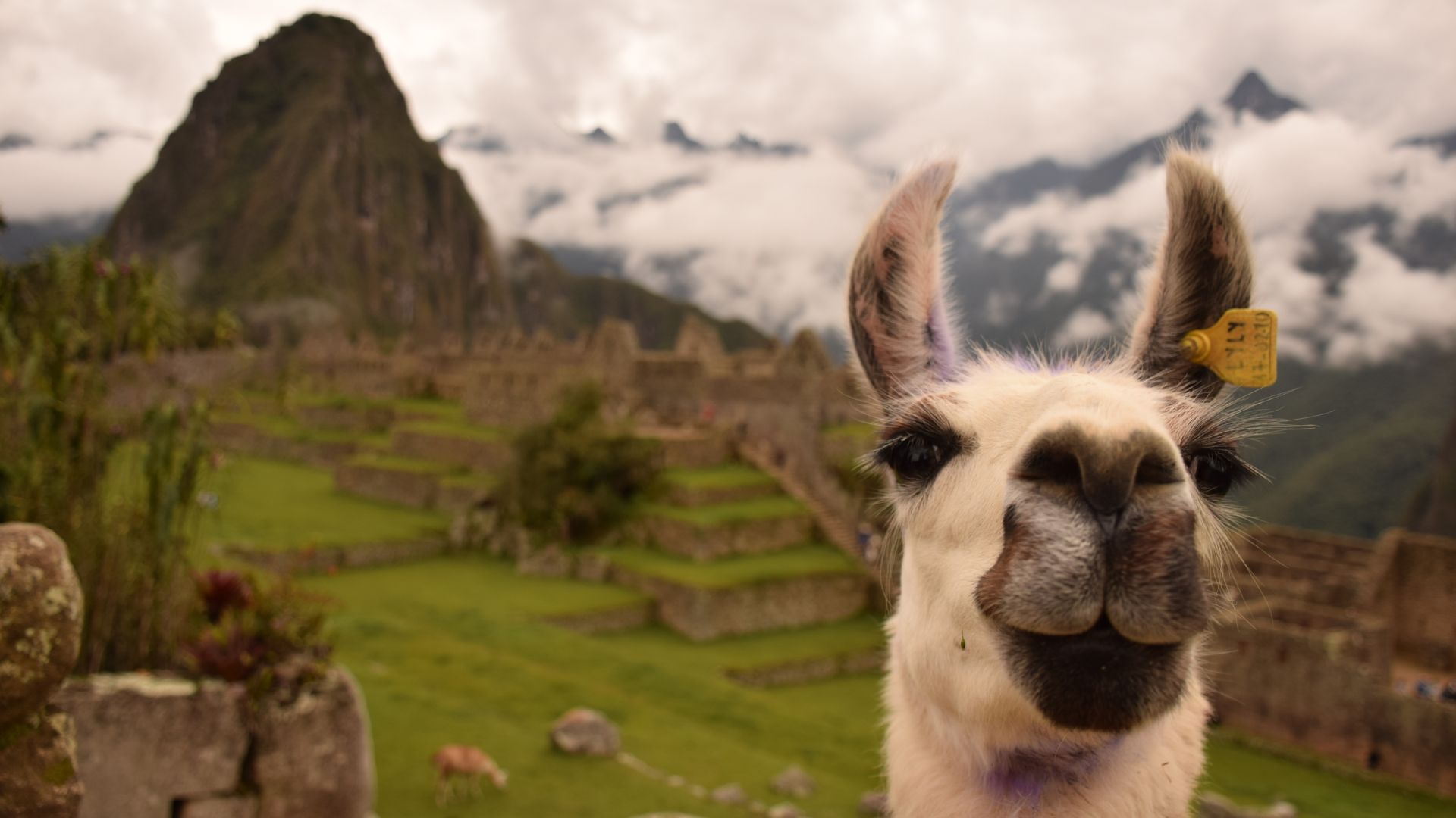 Llama photobombs Machu Picchu view