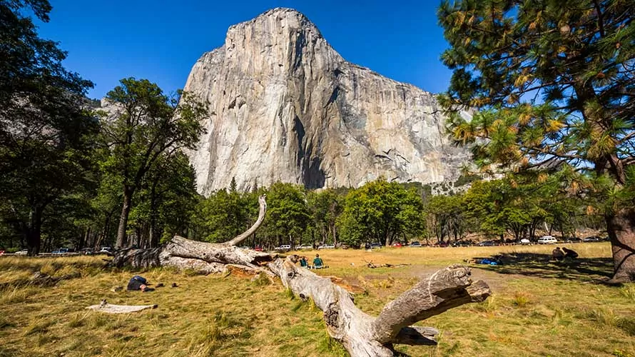 tree in front of El Capitan, Yosemite National Park, California, USA