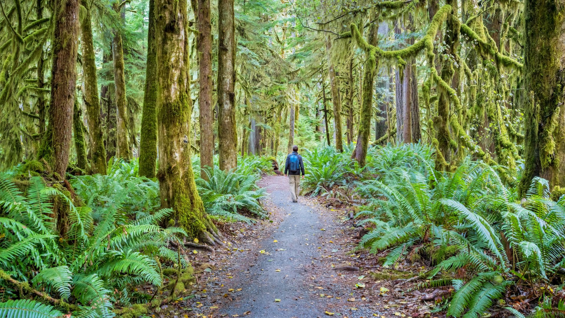 A person takes a hike through the rainforest of the Pacific Northwest
