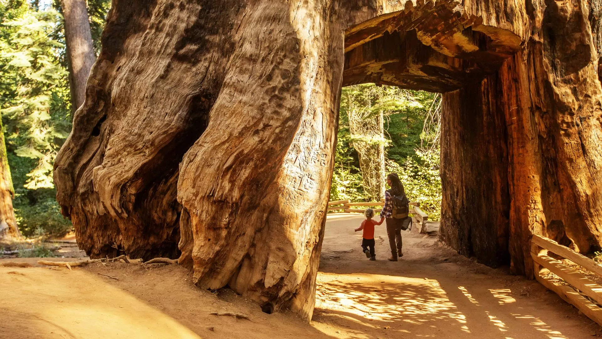 Mother and son walk through giant sequoia tree at Yosemite