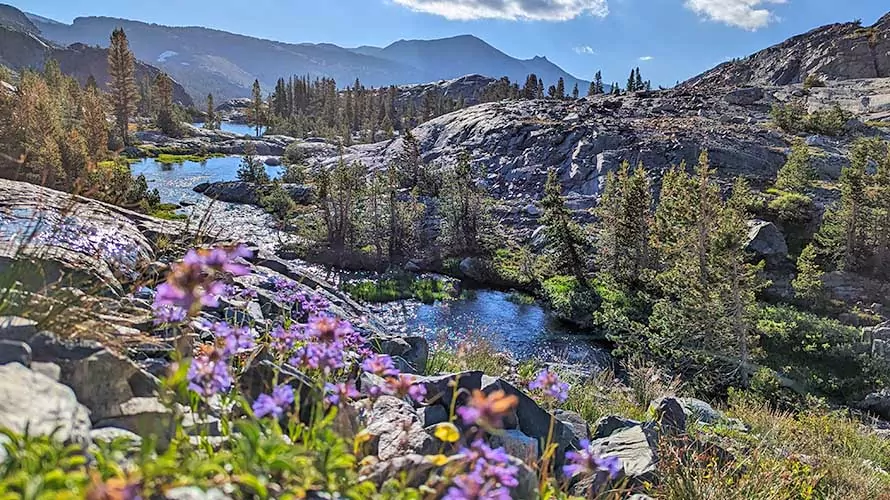 Wildflower, creek and lake in the Ansel Adams Wilderness, California