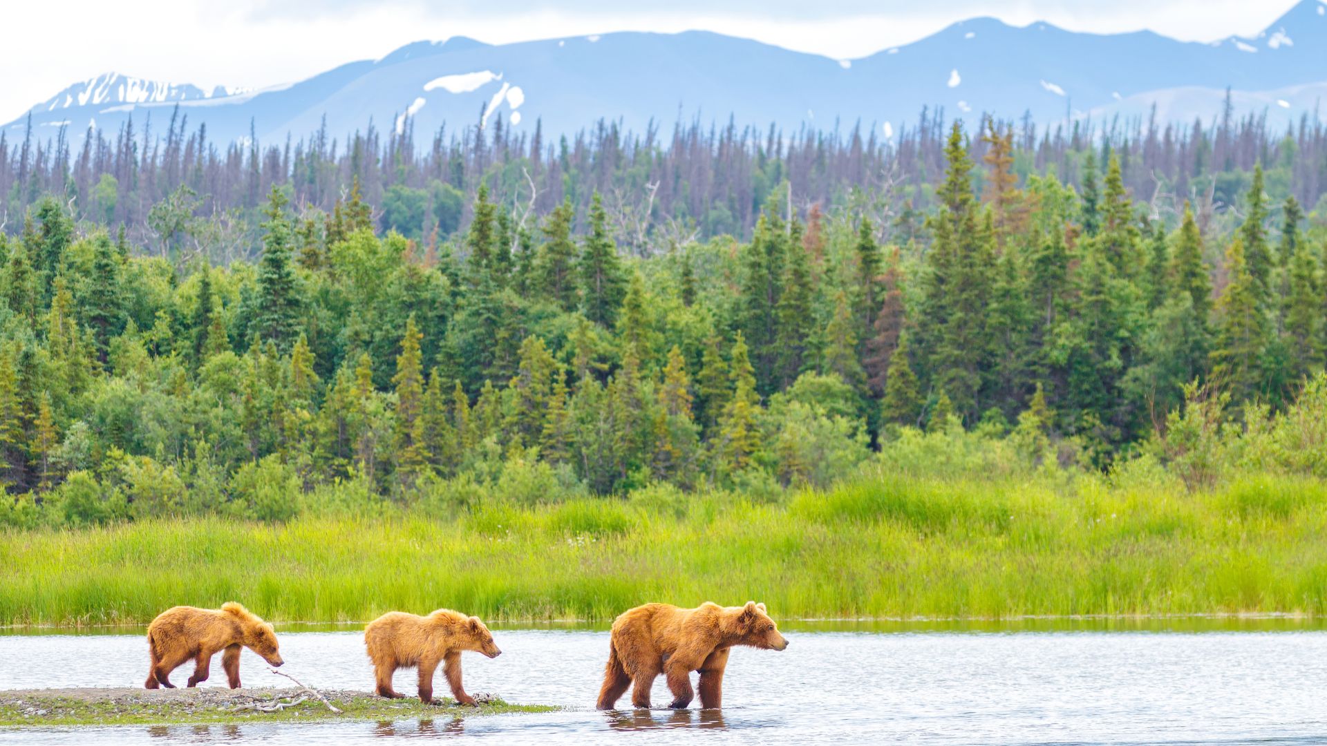 A mother grizzly bear and two cubs walk in shallow water with a lush forest and rolling mountain peaks behind